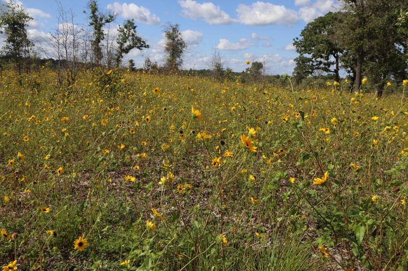 Helianthus debilis subsp. silvestris photo 2