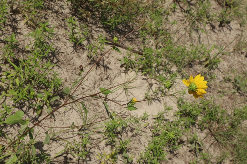 Helianthus debilis subsp. silvestris photo 3