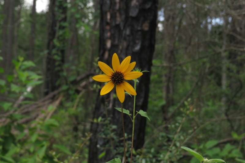 Helianthus debilis subsp. silvestris photo 4