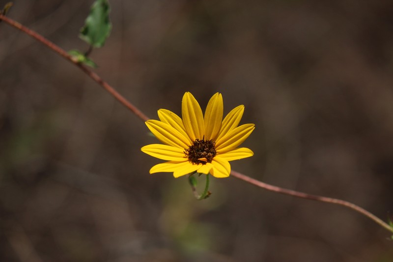 Helianthus debilis subsp. silvestris photo 5