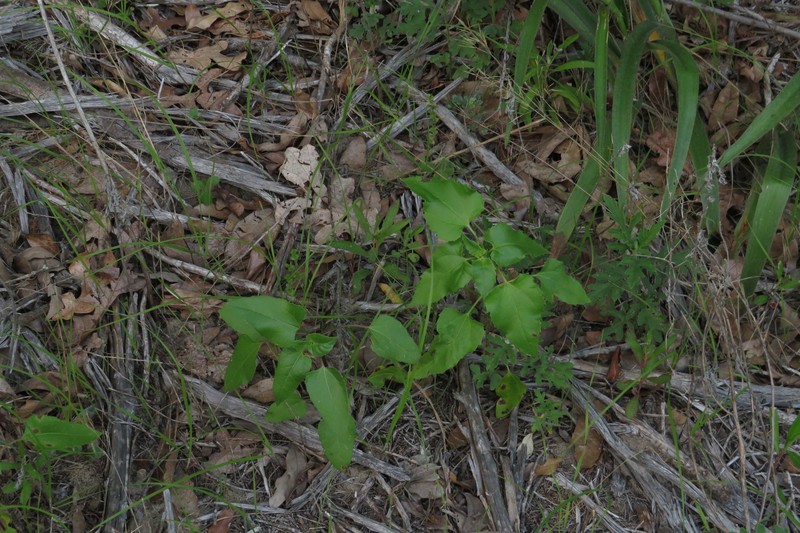 Helianthus debilis subsp. silvestris photo 6
