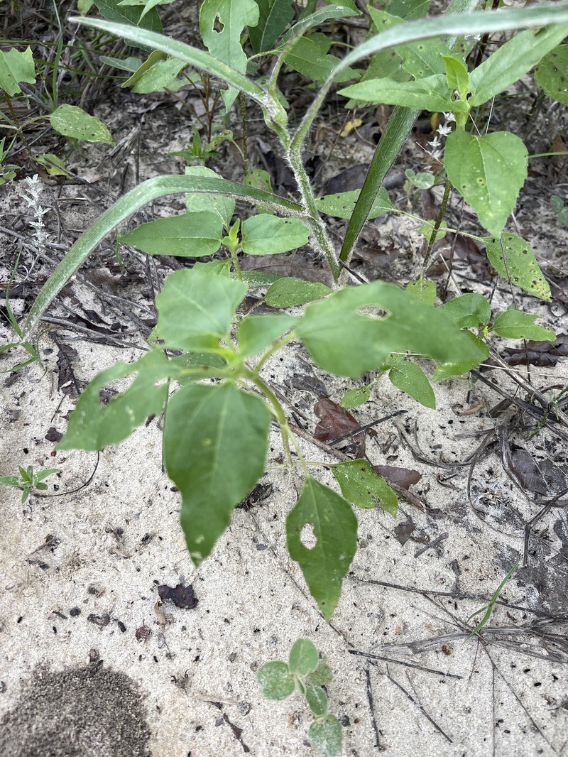 Helianthus debilis subsp. silvestris photo 7