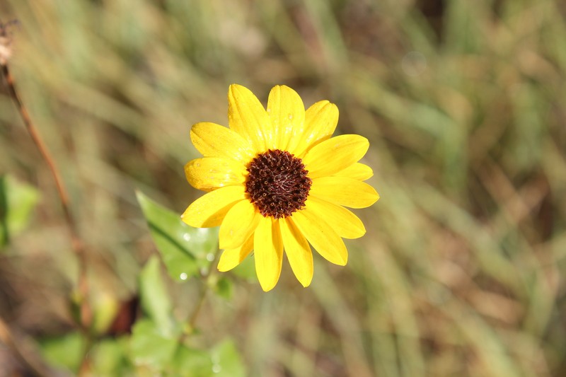 Helianthus debilis subsp. silvestris photo 8