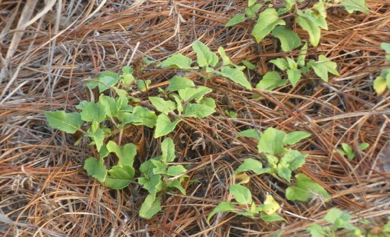 Helianthus debilis subsp. tardiflorus