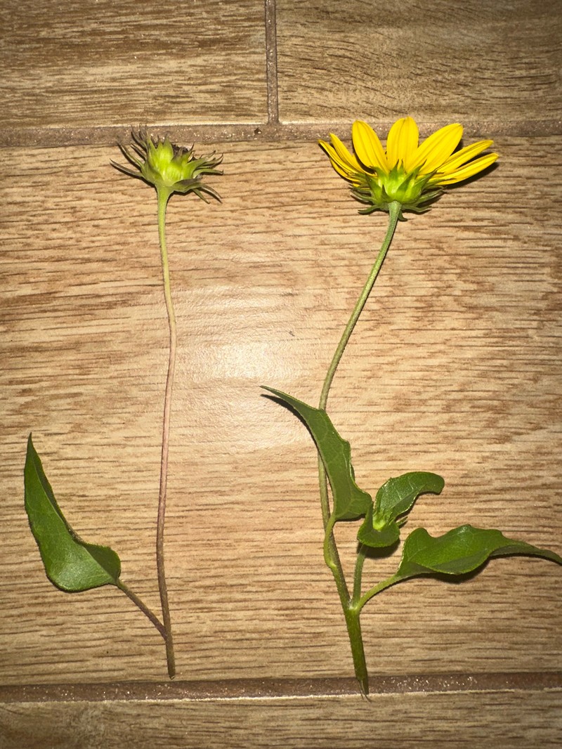 Helianthus debilis subsp. tardiflorus photo 2
