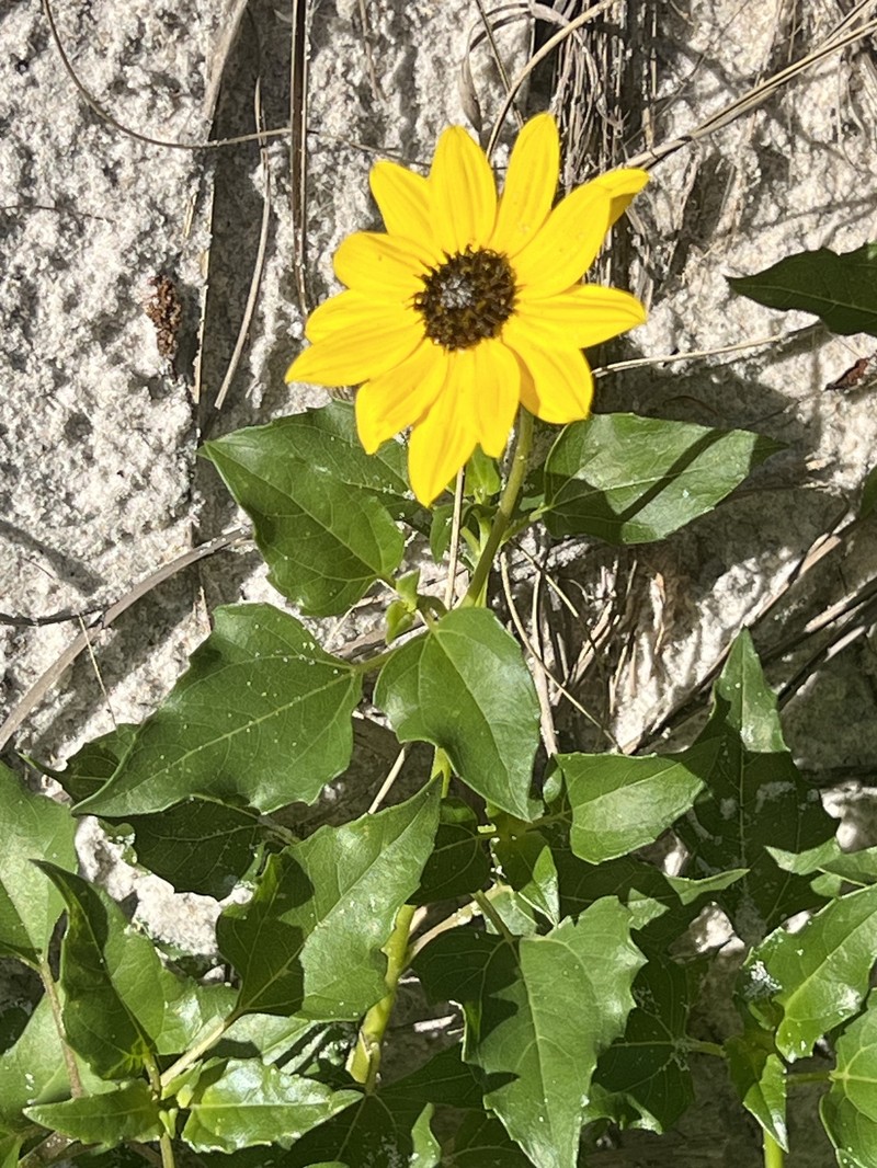 Helianthus debilis subsp. tardiflorus photo 3