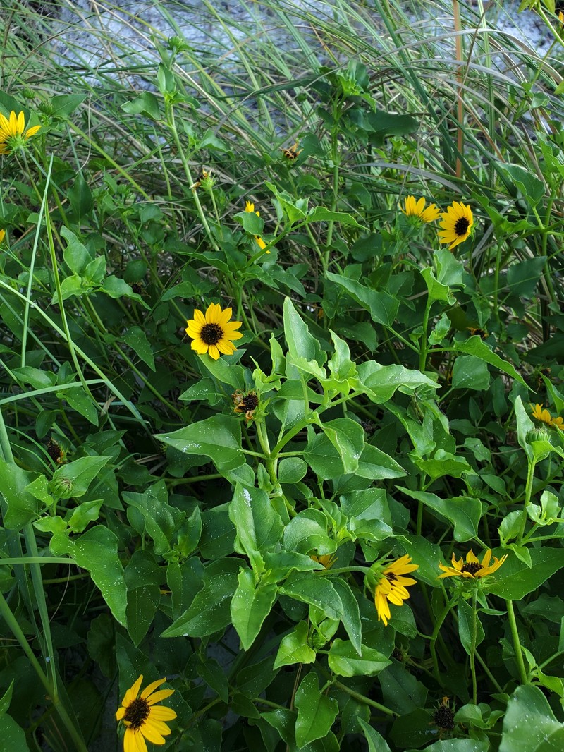 Helianthus debilis subsp. tardiflorus photo 4