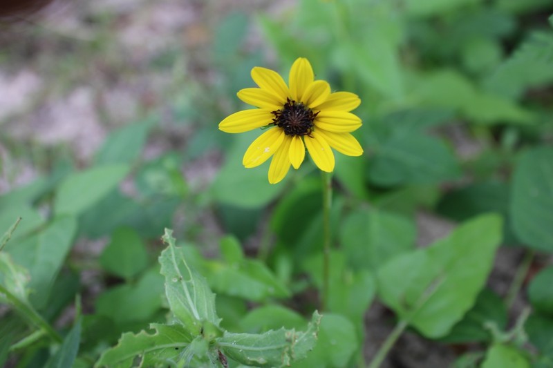 Helianthus debilis subsp. tardiflorus photo 5