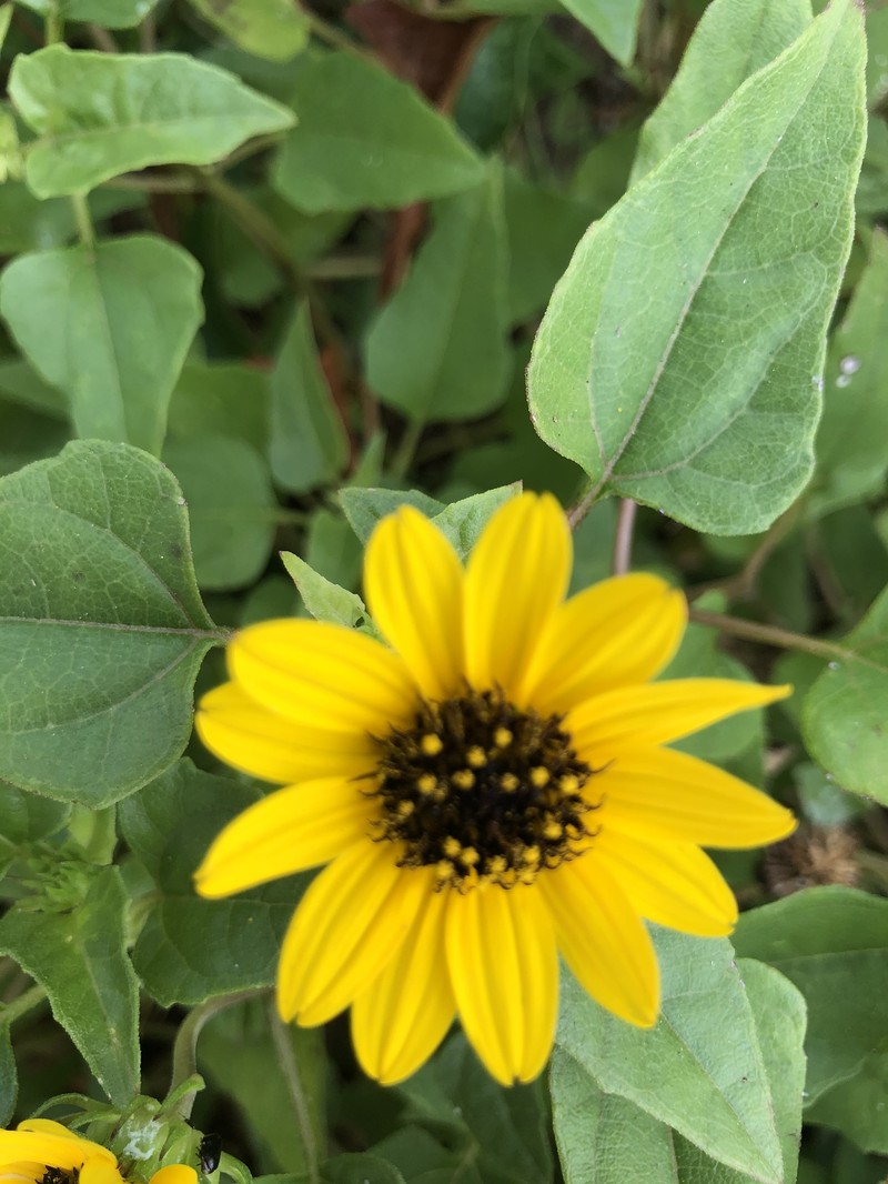 Helianthus debilis subsp. tardiflorus photo 6