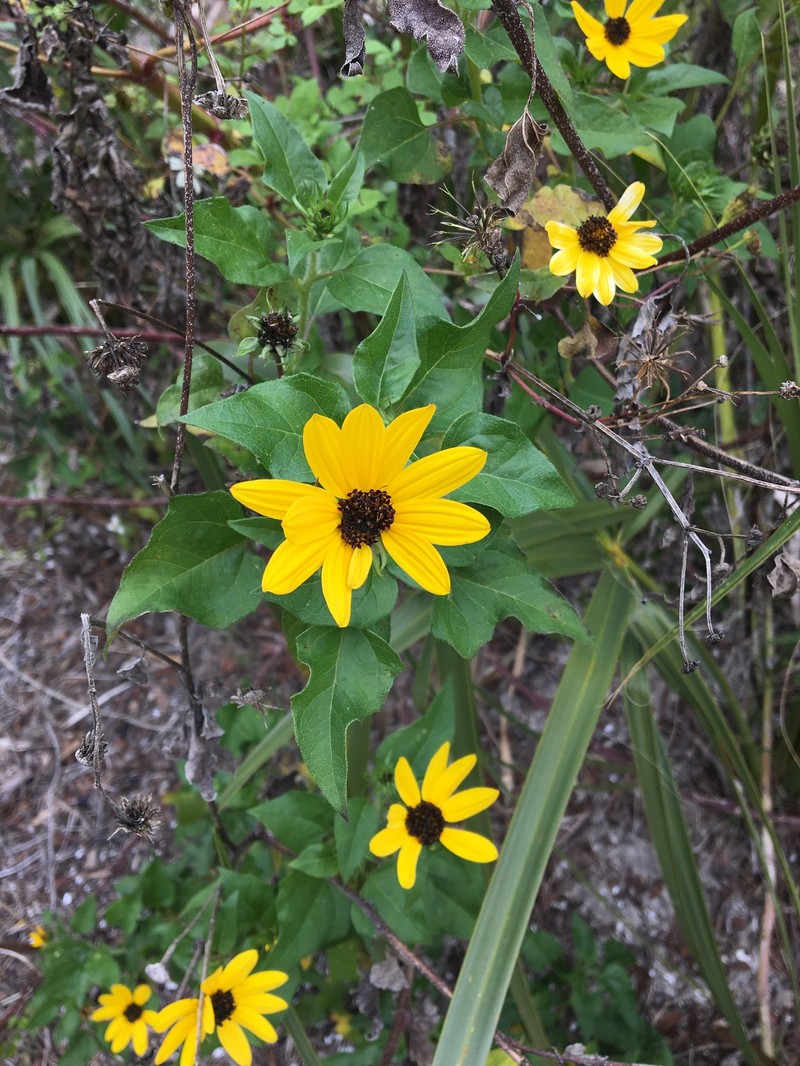 Helianthus debilis subsp. tardiflorus photo 7