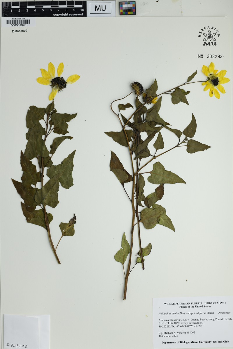 Helianthus debilis subsp. tardiflorus photo 8