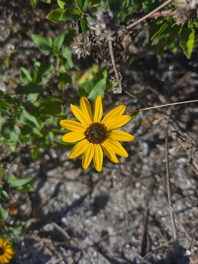 Helianthus debilis subsp. vestitus