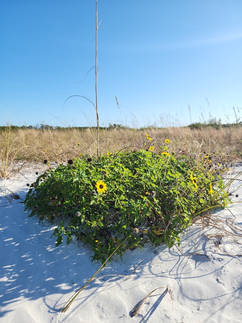 Helianthus debilis subsp. vestitus photo 2