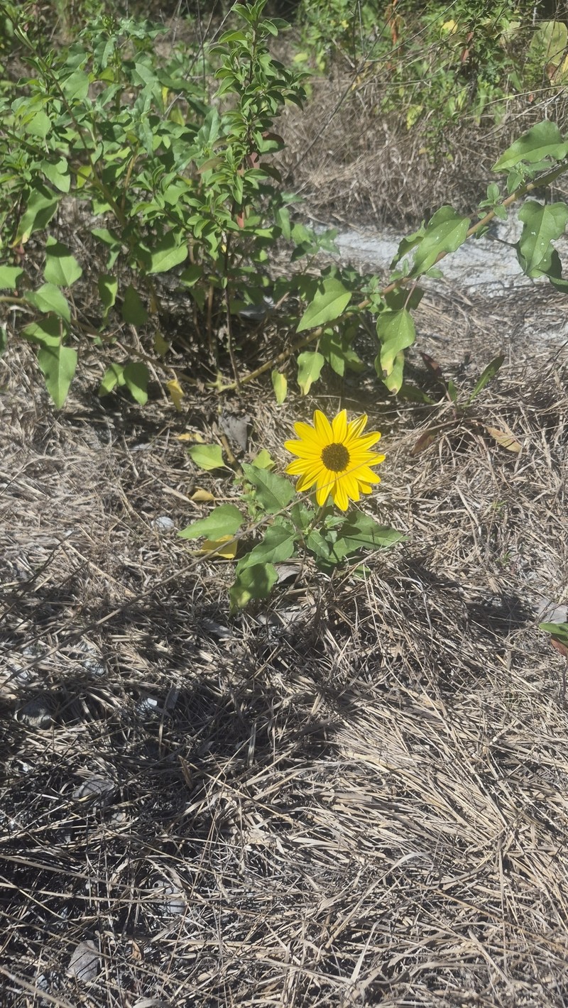 Helianthus debilis subsp. vestitus photo 3