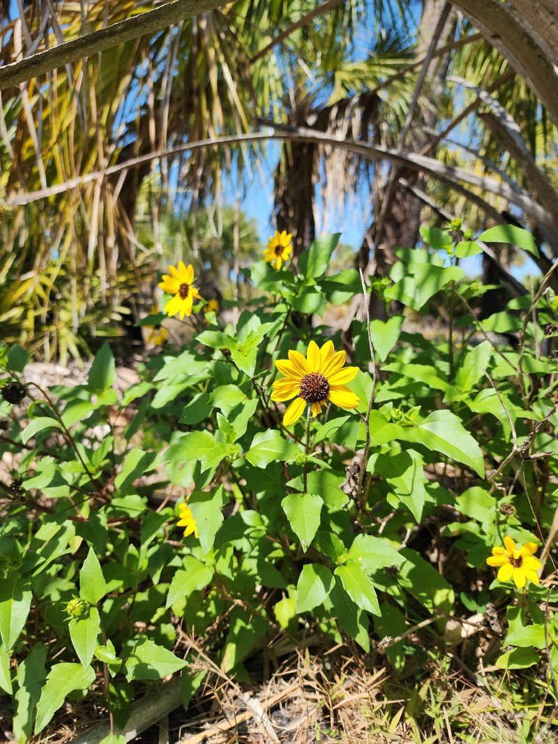 Helianthus debilis subsp. vestitus photo 4