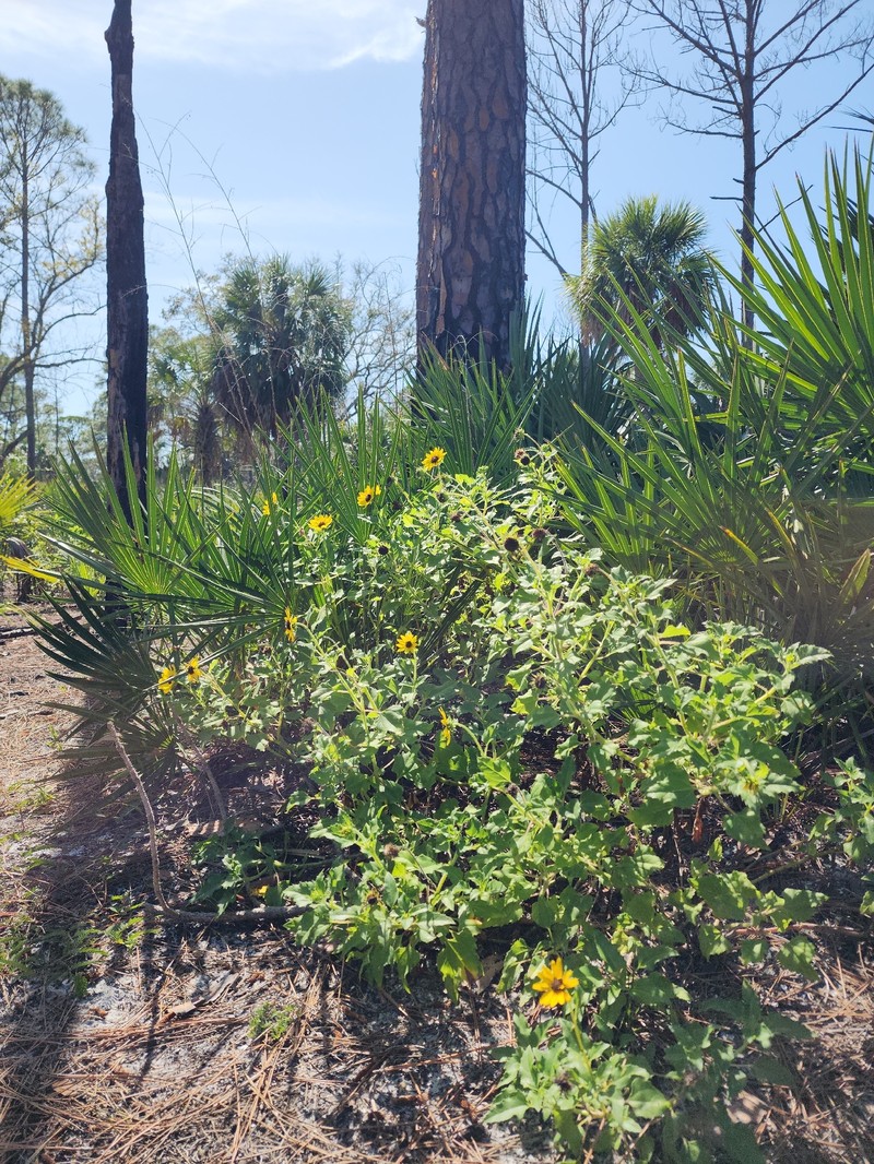 Helianthus debilis subsp. vestitus photo 5
