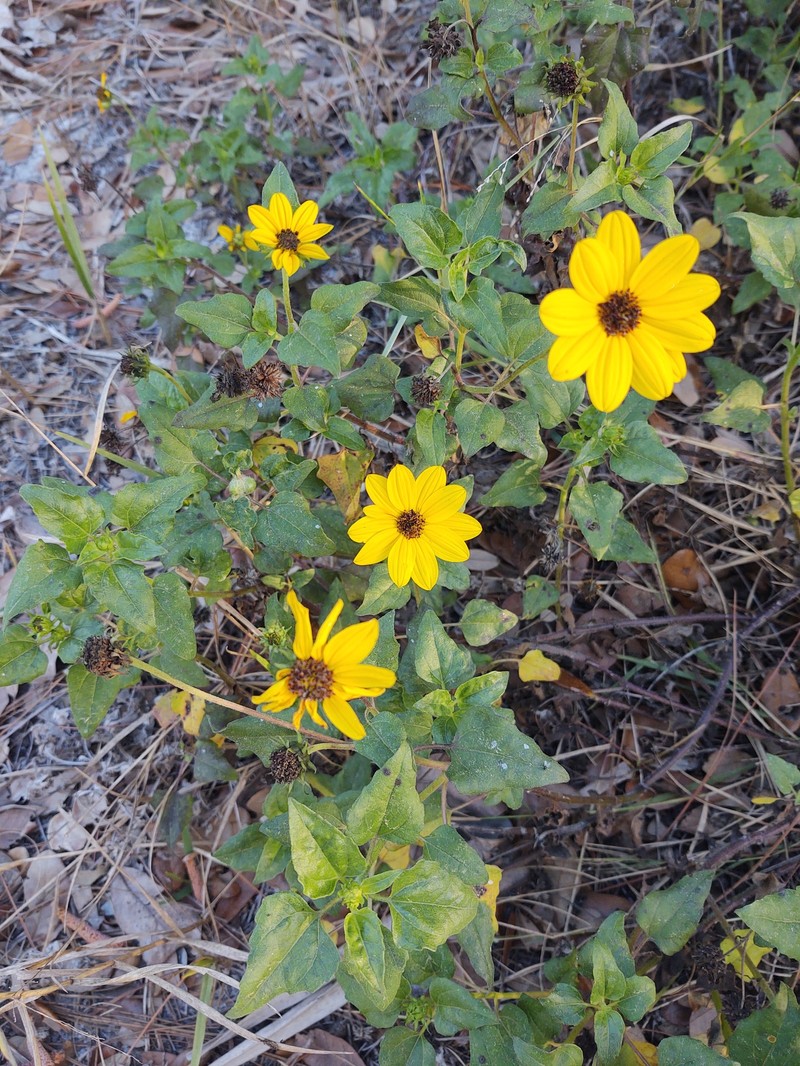Helianthus debilis subsp. vestitus photo 6