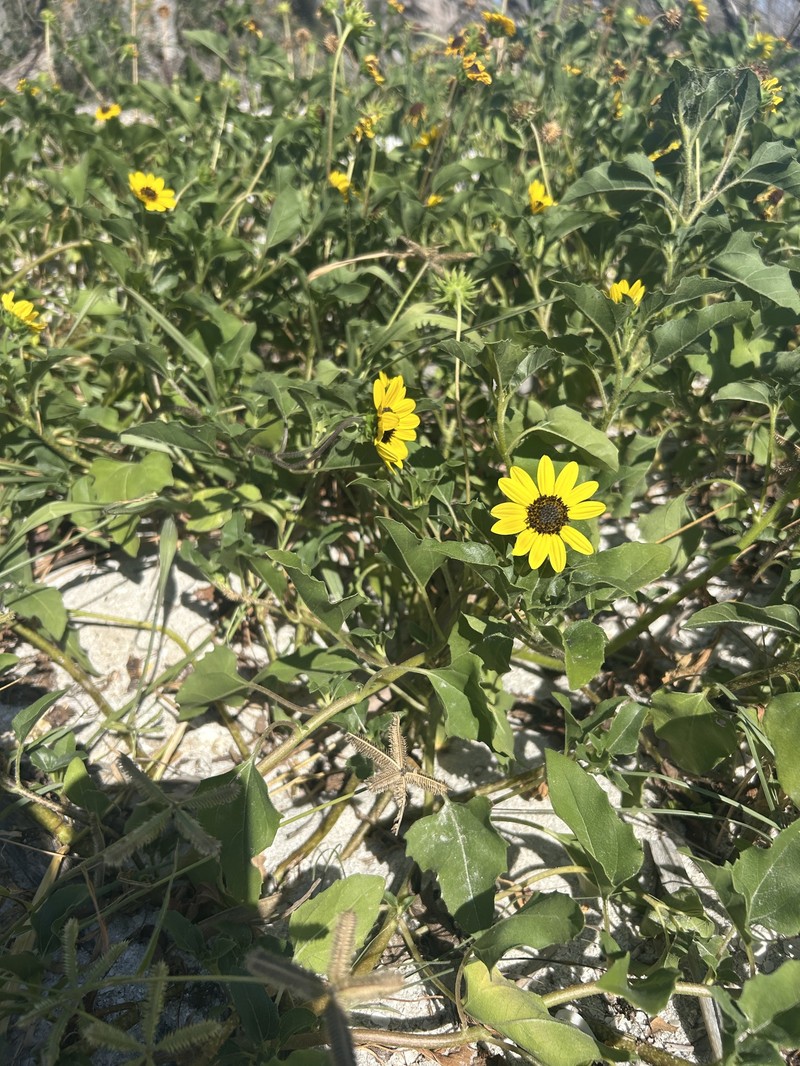 Helianthus debilis subsp. vestitus photo 7