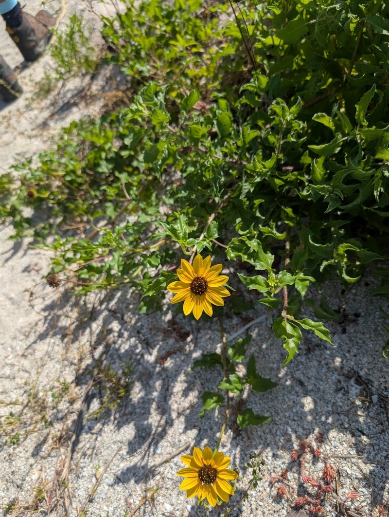 Helianthus debilis subsp. vestitus photo 8