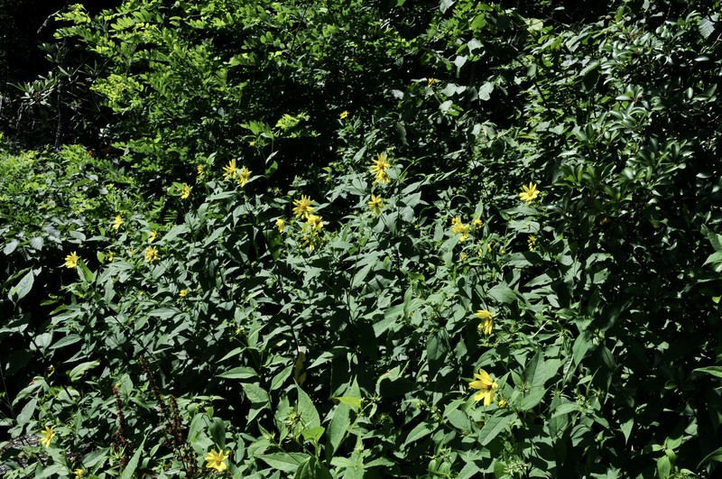 Thinleaf Sunflower photo 2