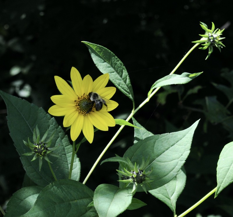 Thinleaf Sunflower photo 3