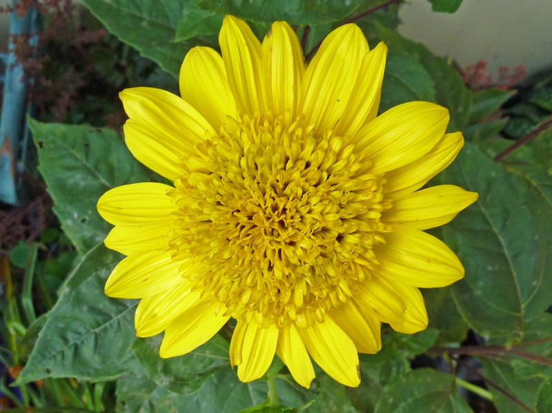 Thinleaf Sunflower photo 4