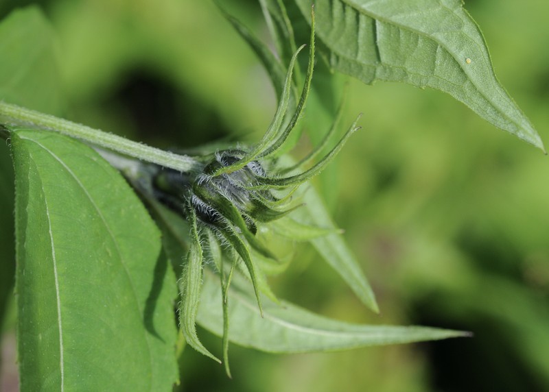 Thinleaf Sunflower photo 5