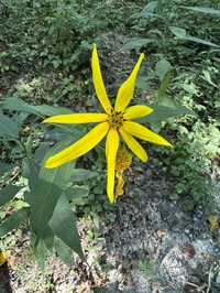 Thinleaf Sunflower