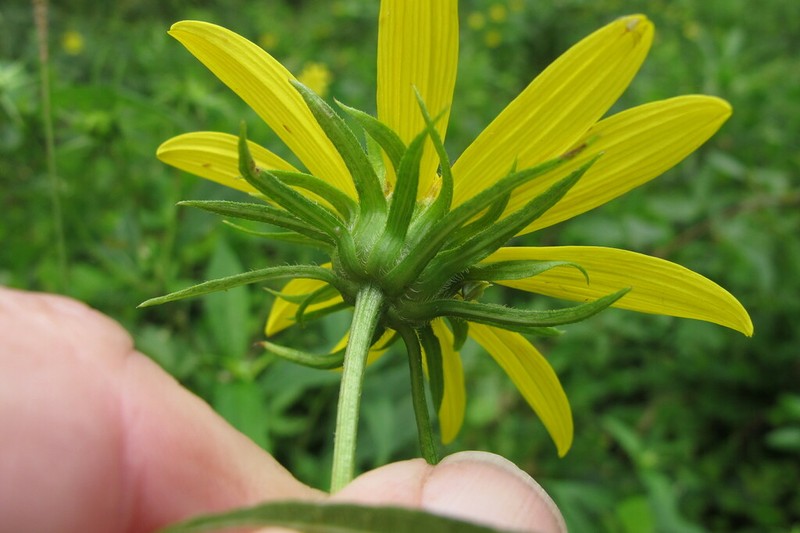 Thinleaf Sunflower photo 2