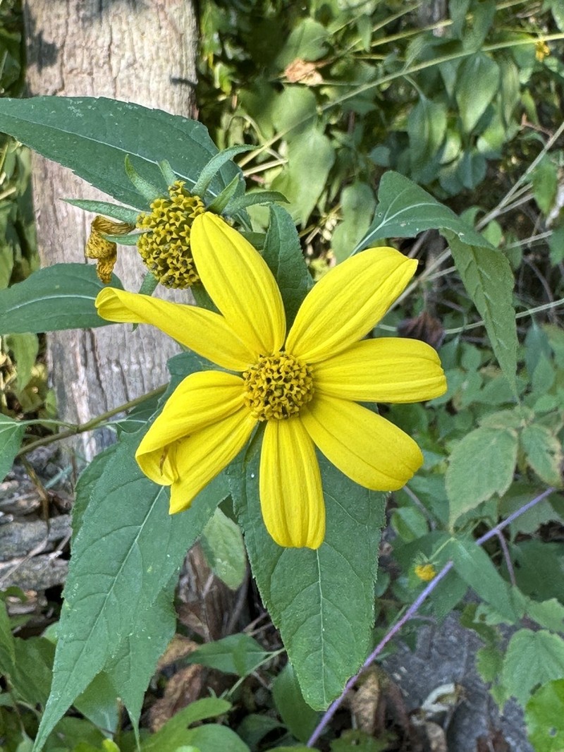 Thinleaf Sunflower photo 3