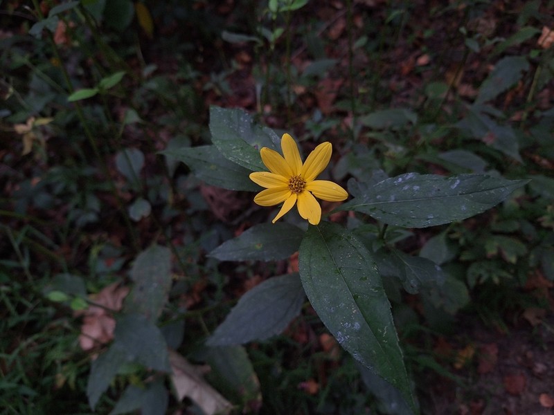 Thinleaf Sunflower photo 4