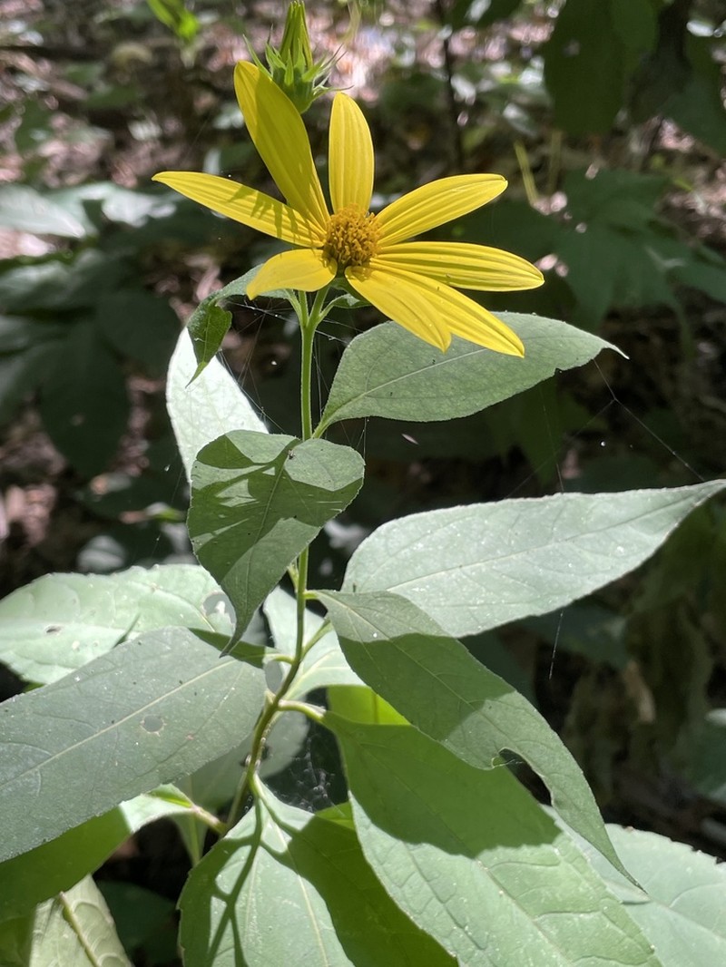 Thinleaf Sunflower photo 5