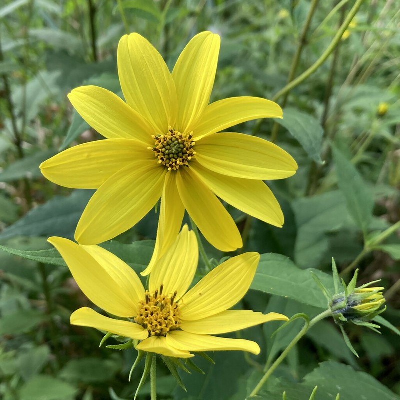 Thinleaf Sunflower photo 6