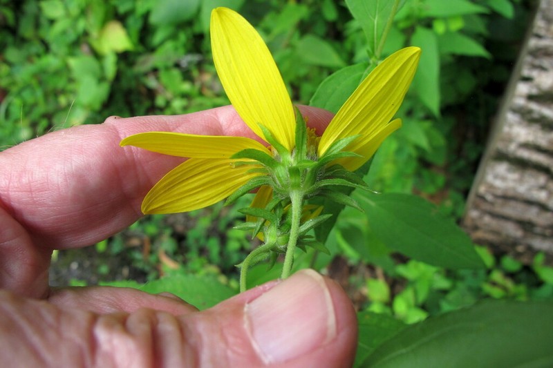 Thinleaf Sunflower photo 7