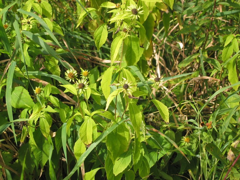 Thinleaf Sunflower photo 8