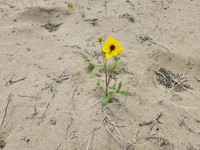 Helianthus deserticola