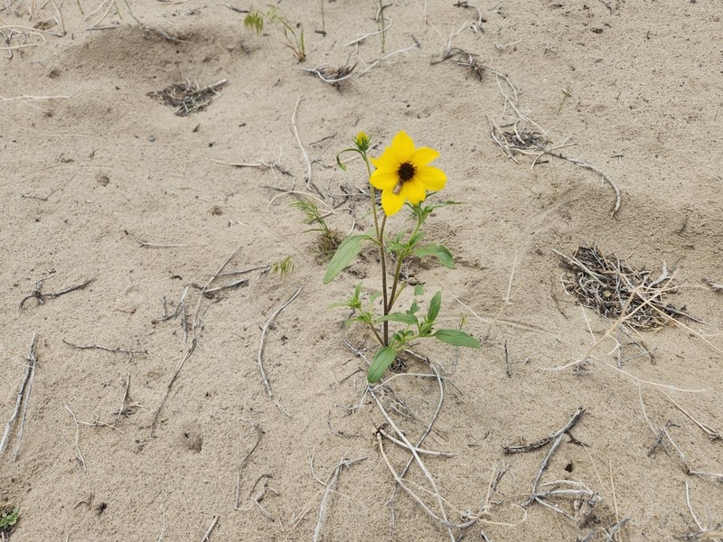 Helianthus deserticola