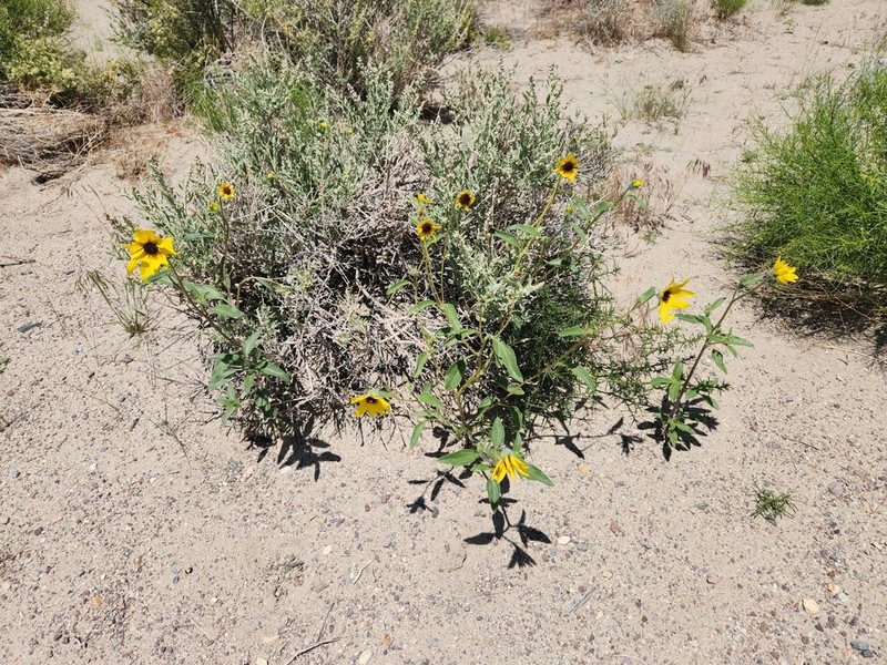 Helianthus deserticola photo 2