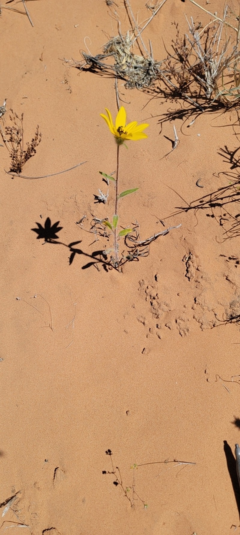 Helianthus deserticola photo 3