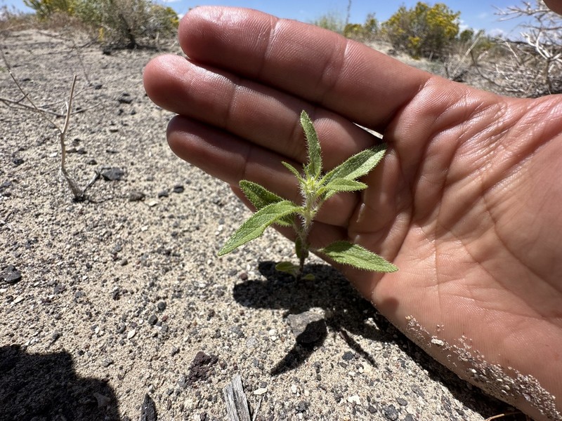Helianthus deserticola photo 4