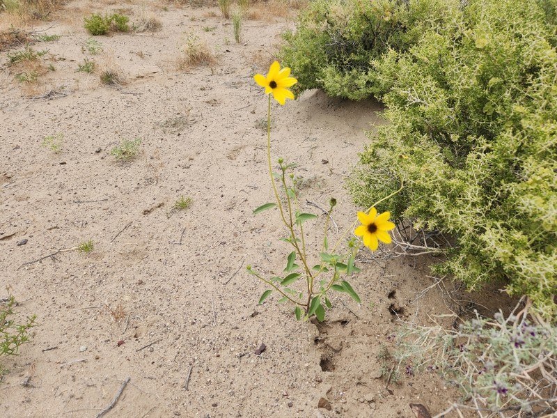 Helianthus deserticola photo 5