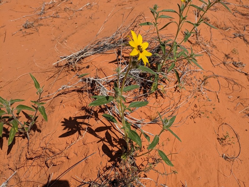 Helianthus deserticola photo 6