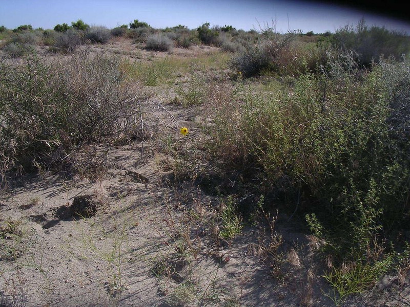 Helianthus deserticola photo 7