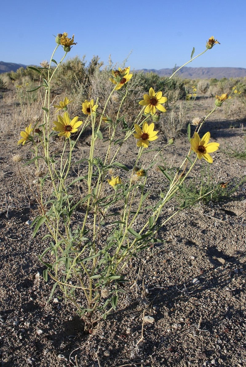 Helianthus deserticola photo 8