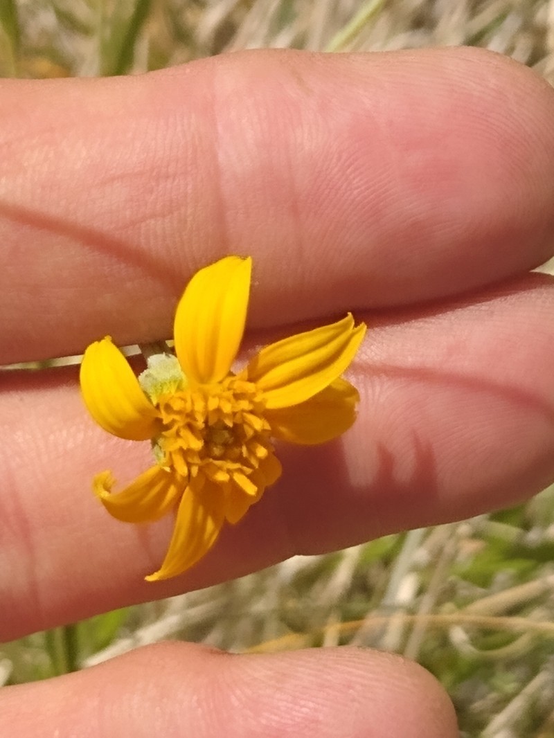 Helianthus devernii photo 2