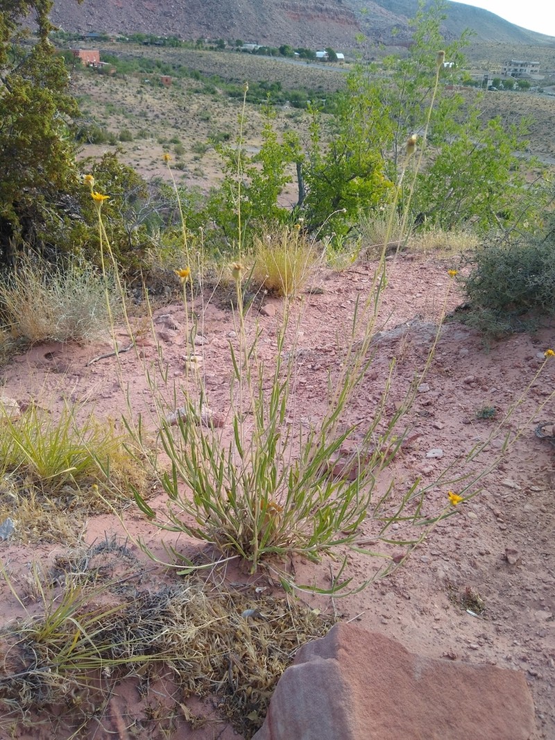 Helianthus devernii photo 3