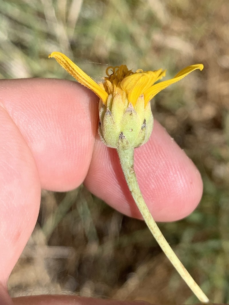 Helianthus devernii photo 4