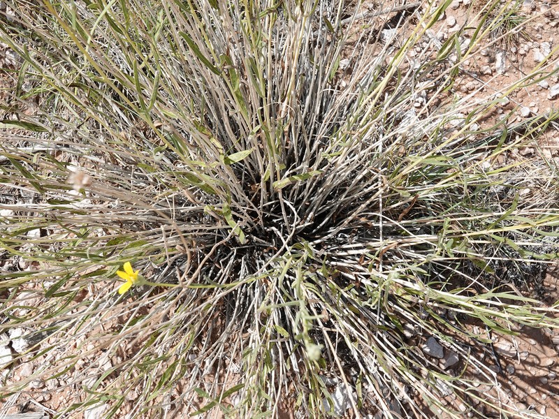 Helianthus devernii photo 5