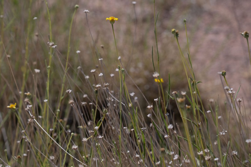 Helianthus devernii photo 6