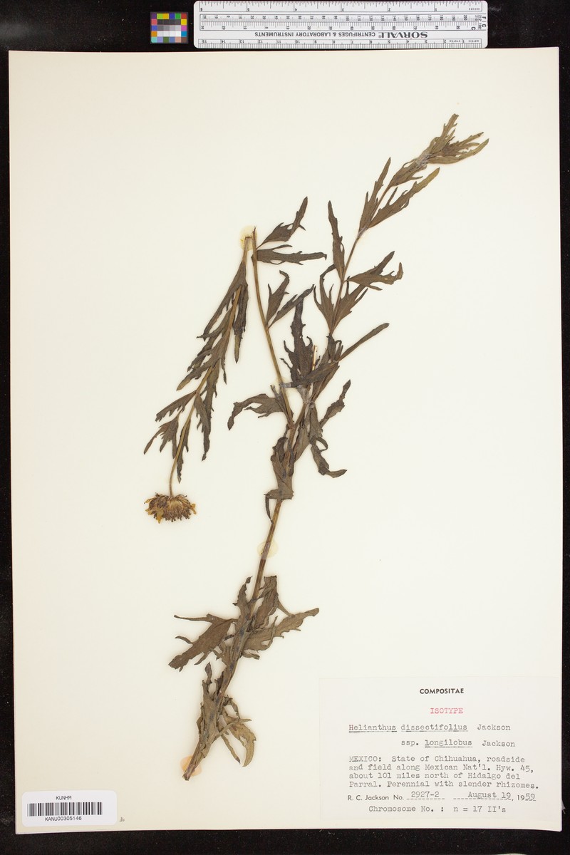 Helianthus dissectifolius